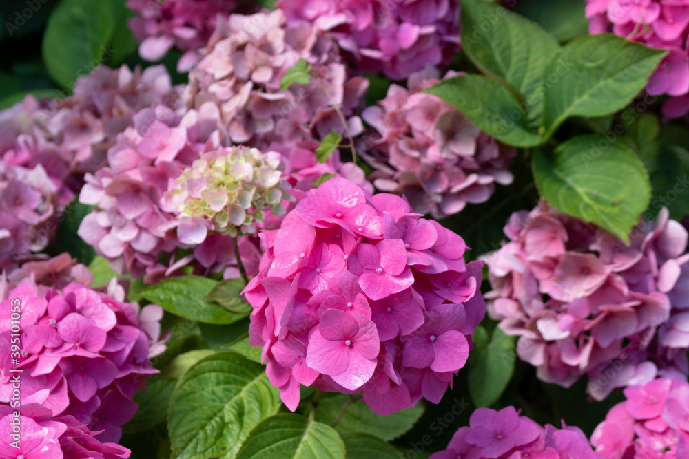 Pink hydrangea in the garden Pink hydrangea in the garden