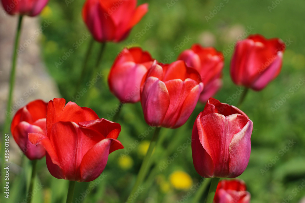 Tulip flowers bloom in spring background of blurry tulips in a tulip flowers garden. Nature illuminated by the sun.