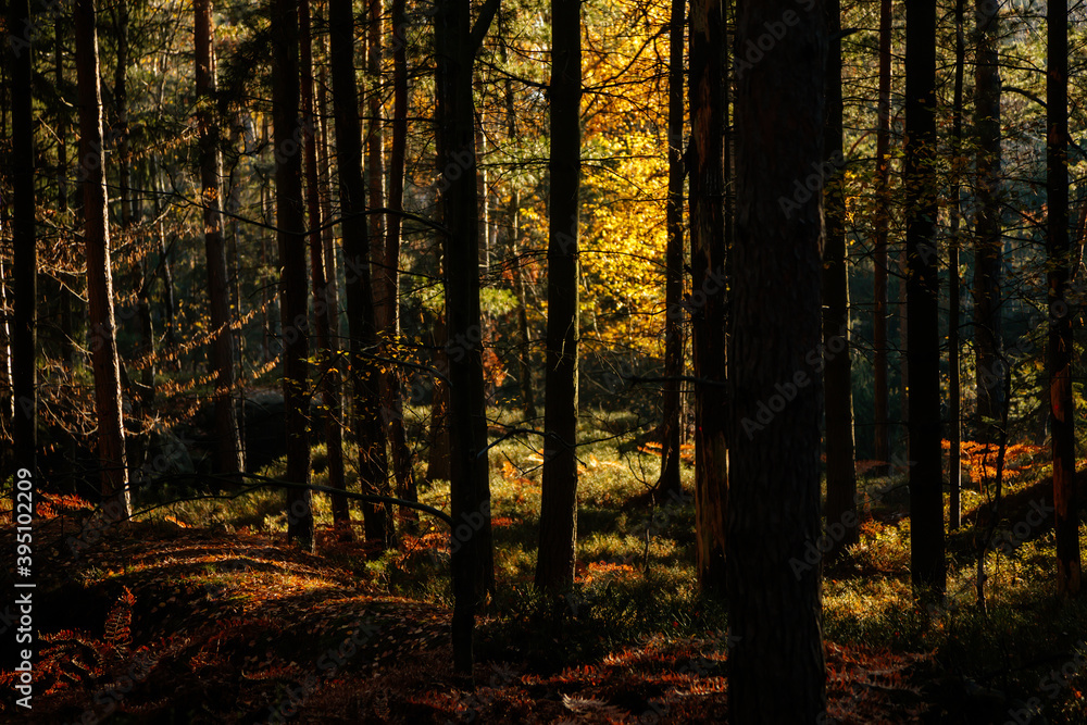 Obraz premium Autumn forest. Sun plays on the branches of trees and penetrates the entire forest with rays Walk in the woods. Besednicke skaly (Besednicke rocks) in Bohemian Paradise, Mala Skala, Czech Republic