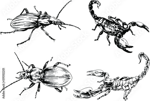 vector drawings sketches different insects bugs Scorpions spiders drawn in ink by hand , objects with no background 