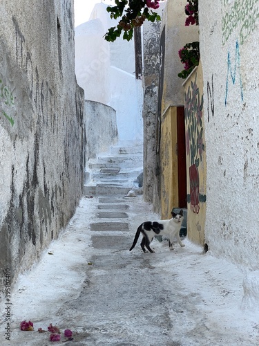 dog in the street © corinna