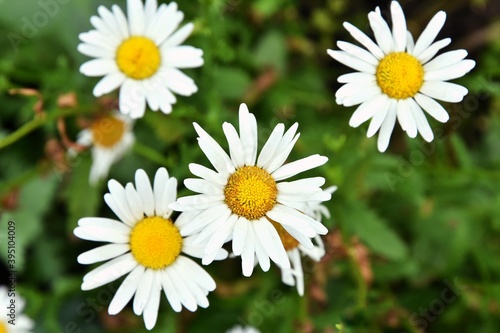 Beautiful white camomile flowers with selective focus and blurred background. Romantic chamomile on the flowerbed. Seasonal spring flowers. Tender daisy.