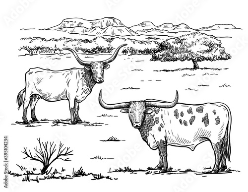 Breeding cattle. silhouette of a grazing cow. vector illustration isolated on white background