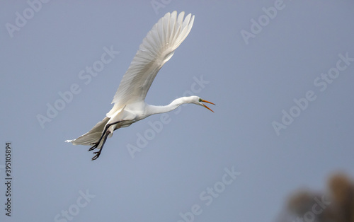 Great white heron flying