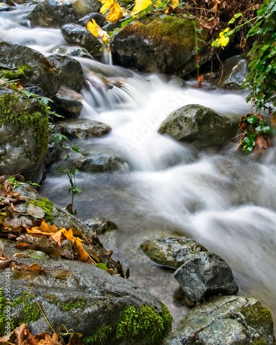 Fototapeta Naklejka Na Ścianę i Meble -  Yellow autumn leaves surround a small waterfall on Mill Creek as it flows to the Trinity River in California.