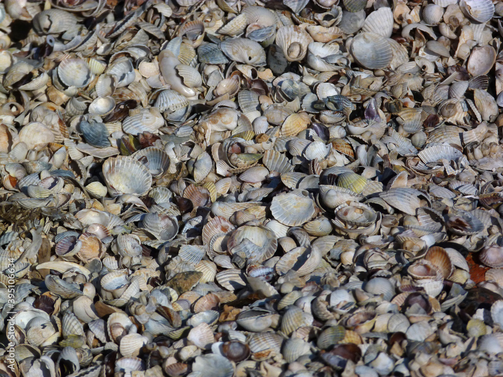 shells on the beach shells on the beach