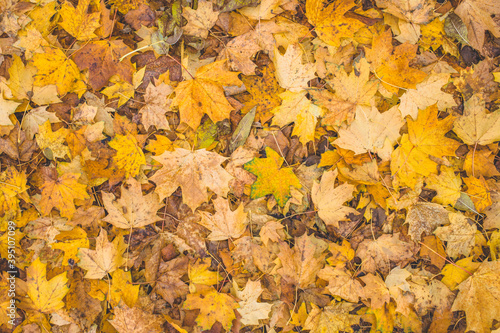Autumn leaves background. Yellow, red colorful autumn nature. Fallen leaves on the ground. 