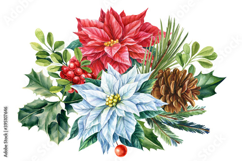 winter bouquet of poinsettia flowers and fir branches on an isolated white background, watercolor illustration