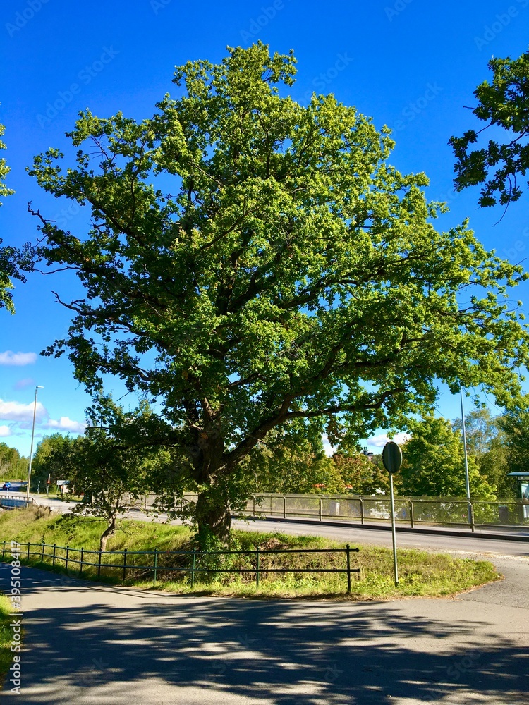 An pretty old green oak next to a road. Nice view a sunny day. A clear nice sky. No clouds. At a urban Swedish area called Viksjö or Viksjo in Jarfalla, Stockholm, Sweden.