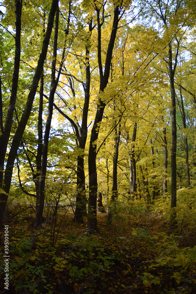 Obraz premium Autumn trees fall colours