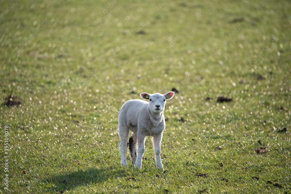 Sheep
Sheep
