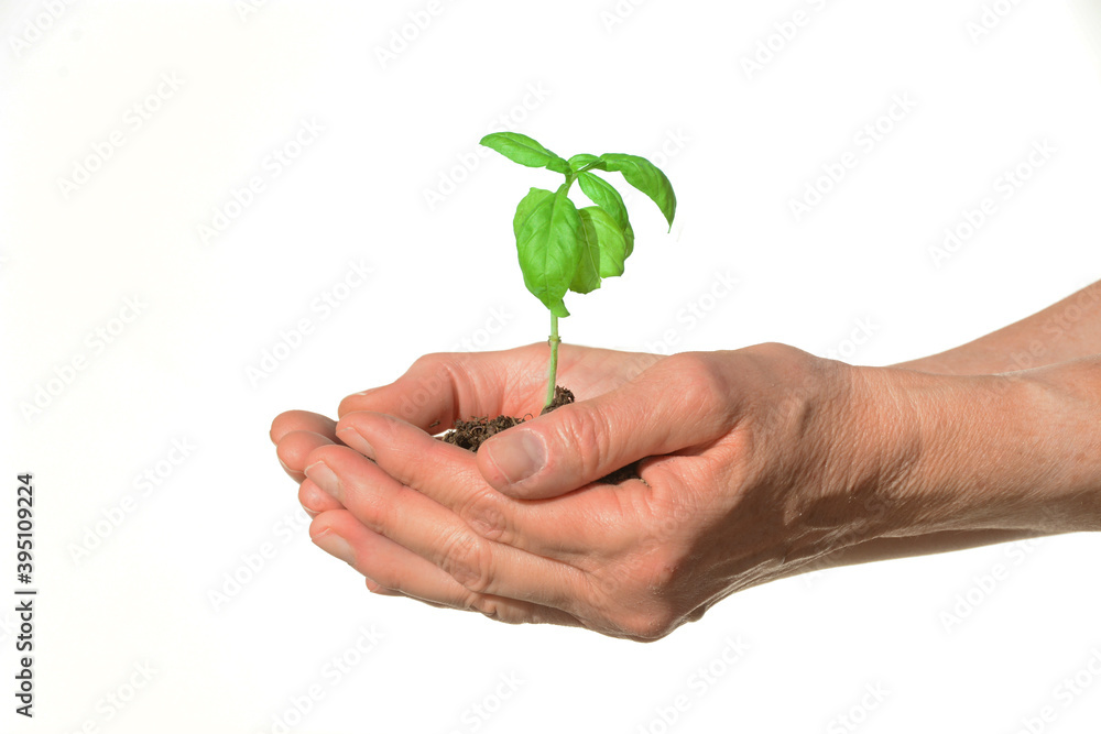 Hands Holding A Small Basil Plant with a White Background Hands Holding A Small Basil Plant with a White Background