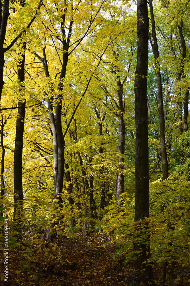 Fototapeta premium Autumn trees fall colours