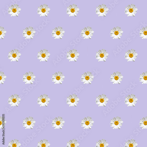 Pattern of ox-eye daisy on purple background