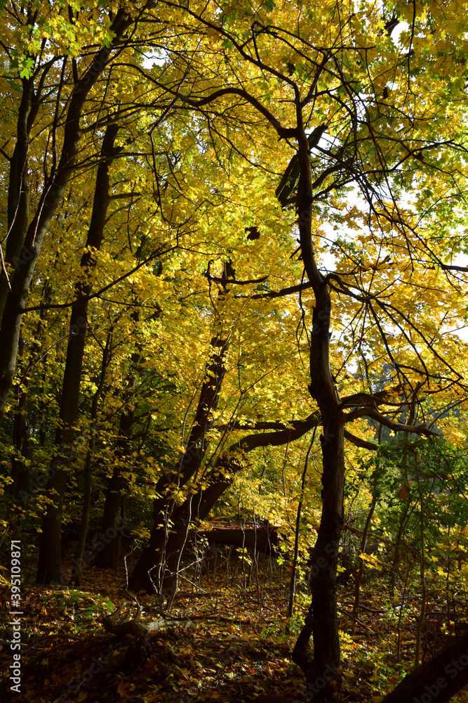 Autumn trees fall colours