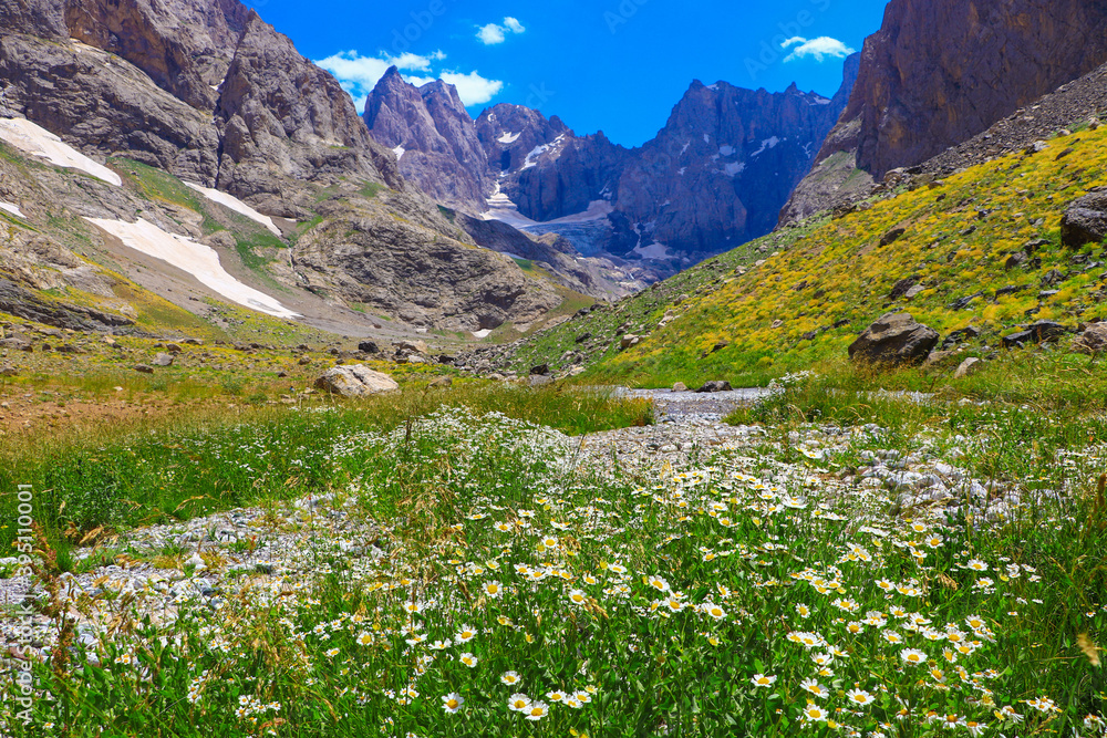 white daisy flowers and green meadows, mountains and blue sky in the background, natural scenery