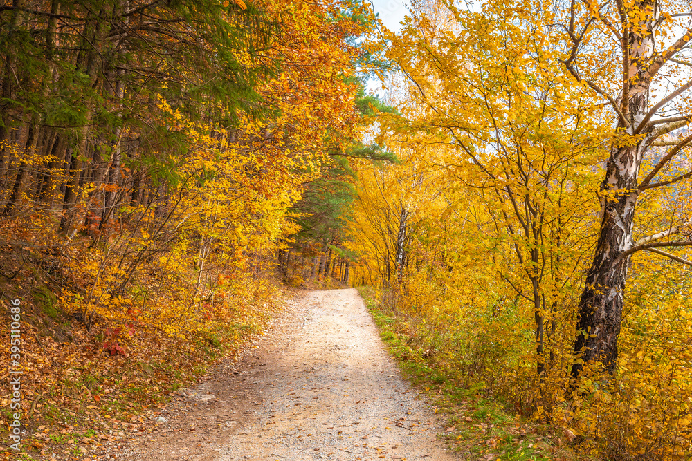 Autumn rural landscape. A dirt road lined with colorful trees. Autumn rural landscape. A dirt road lined with colorful trees.