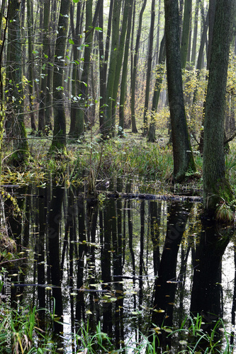 Fototapeta Naklejka Na Ścianę i Meble -  Autumn alder-bog forest with water flooded trees