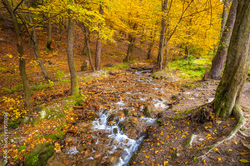 Stream in a forest at autumn. The Mala Fatra national park  Slovakia  Europe.