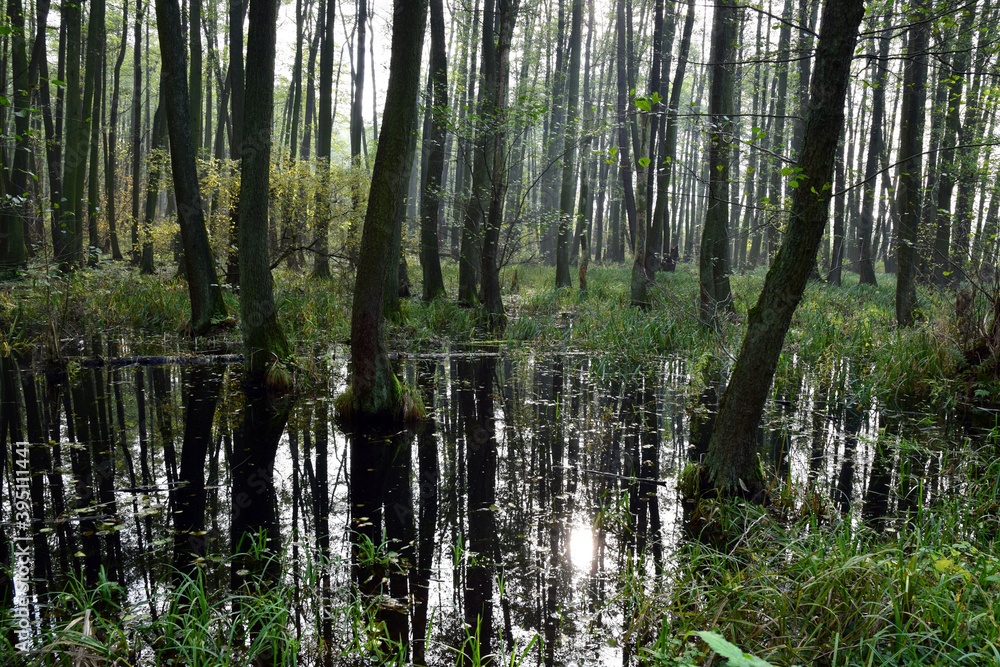 Autumn alder-bog forest with water flooded trees Autumn alder-bog forest with water flooded trees