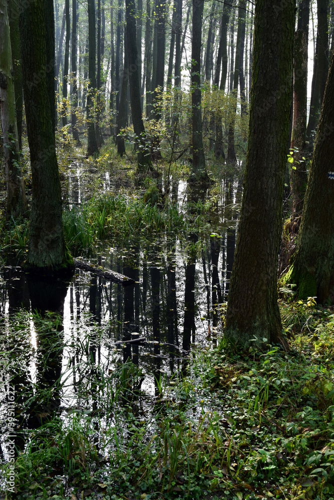 Obraz premium Autumn alder-bog forest with water flooded trees