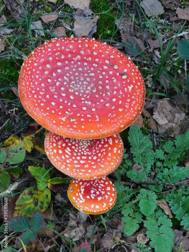 Mushroom Amanita Muscaria with forest background during autumn in Maasduinen National Park, Netherlands
