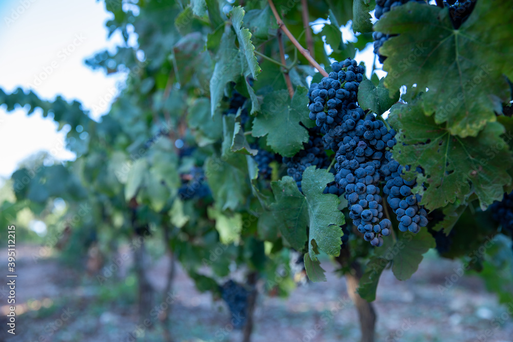 Grapes Wineries. Bunch of red grapes. Mature grapes, ready to harvest. 