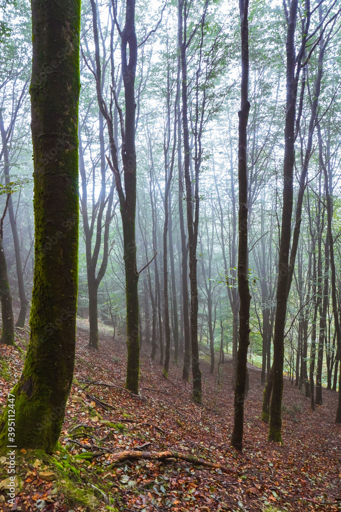 Beech forest covered in fog on a rainy day of autumn with fallen leaves covering the ground