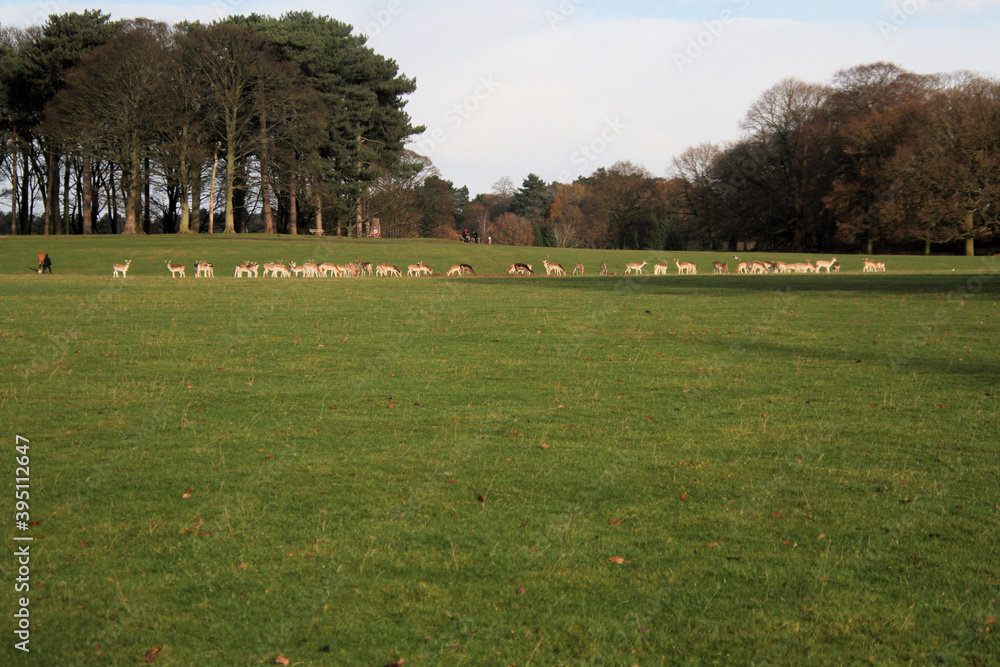 Obraz premium A view of Deer in a Park