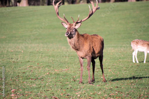 A close up of a Red Deer Stag
