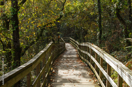 Footbrige in the forest