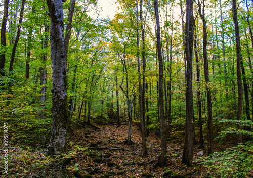 trees in the forest