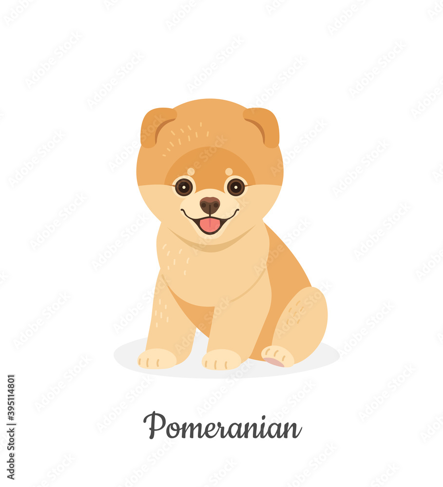 Pomeranian dog. Vector illustration of cute fluffy puppy in flat style. Isolated on white Pomeranian dog. Vector illustration of cute fluffy puppy in flat style. Isolated on white