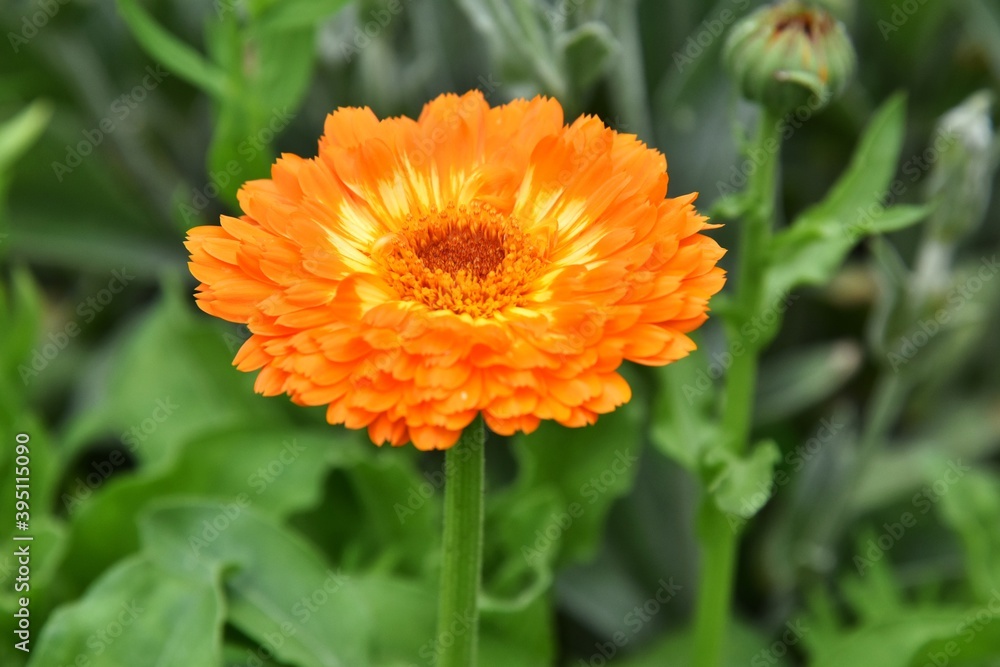 Tender orange gerber flower with selective focus on blurred green background. Beautiful single gerbera on the flowerbed. Summertime. Tender orange gerber flower with selective focus on blurred green background. Beautiful single gerbera on the flowerbed. Summertime.