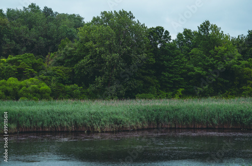 Lake in the Forest