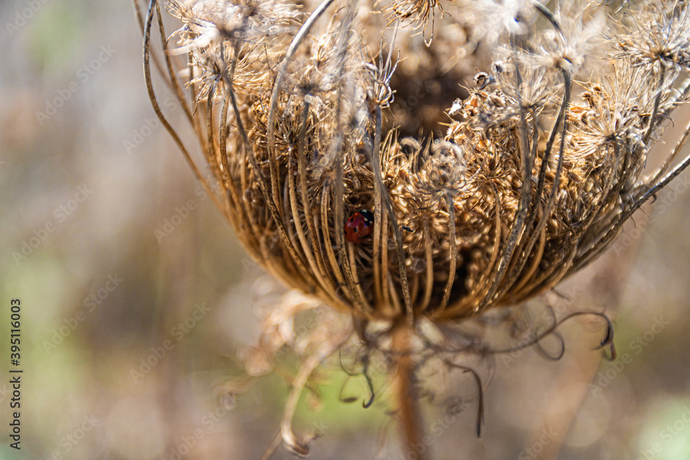 close up of a nest