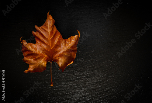 Dry, fallen, autumn maple leaf in copper, golden color on textured black background