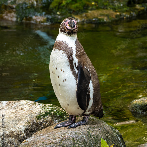 Humboldt Penguin, Spheniscus humboldti in a park photo