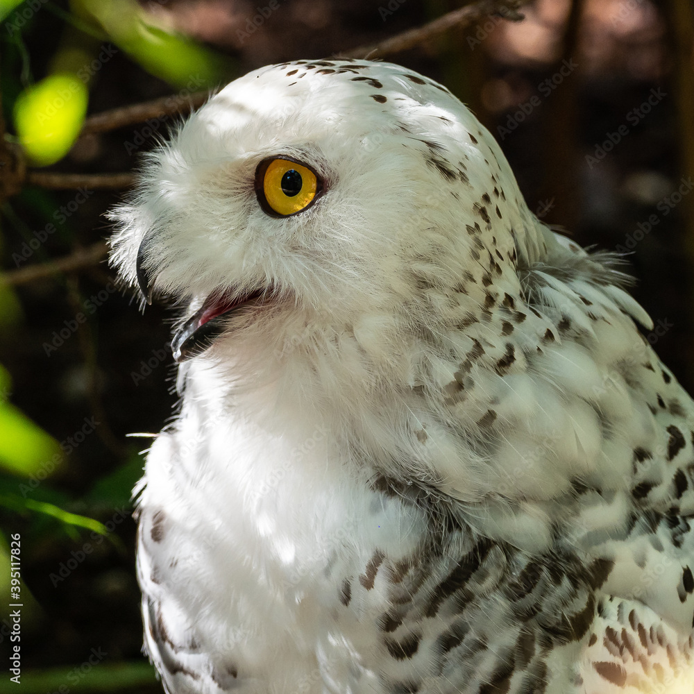 Obraz premium The Snowy Owl, Bubo scandiacus is a large, white owl of the owl family