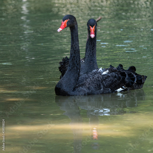 Black Swan, Cygnus atratus in a german nature park