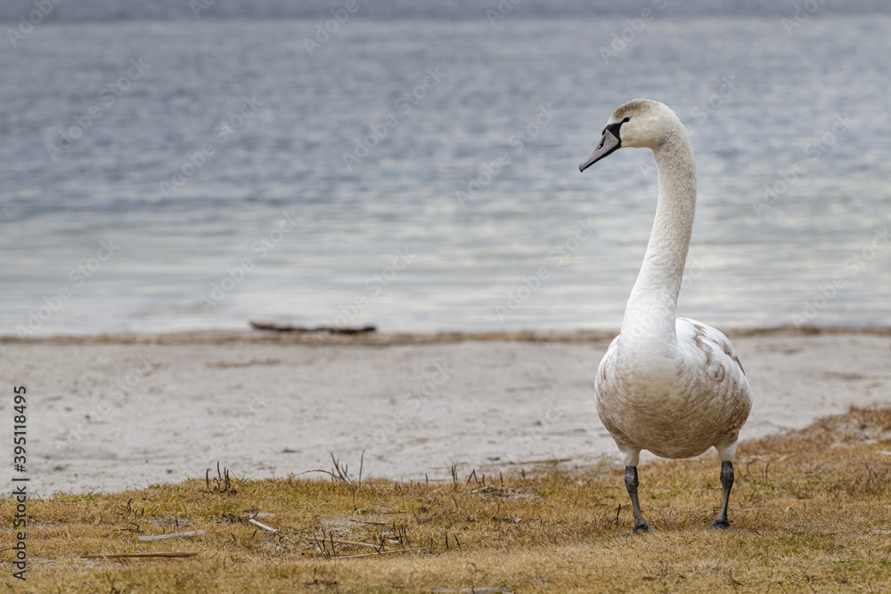 swan swan