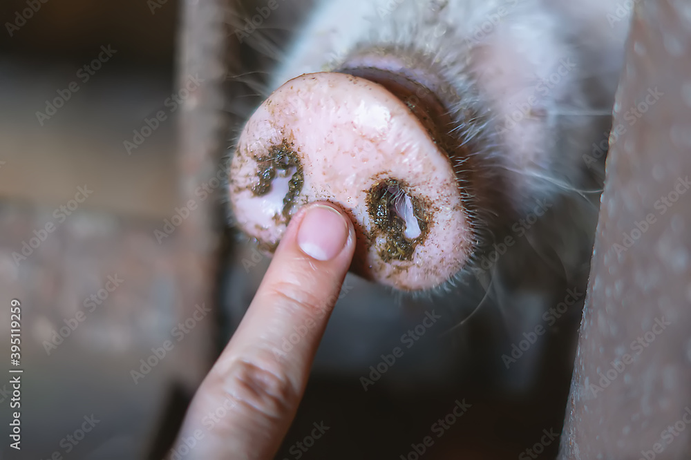 Pig behind the fence on a livestock farm. Dirty pig's snout nose behind the bars of a pigsty close-up.