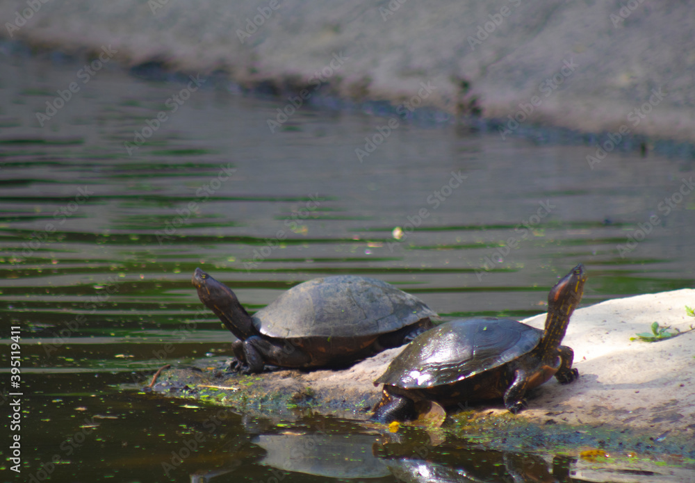 Obraz premium Totrugas cuello largo laguna