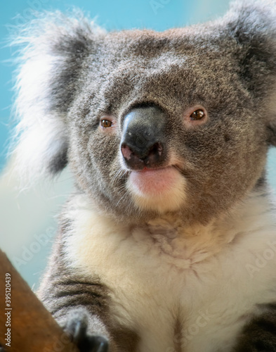 Fototapeta Naklejka Na Ścianę i Meble -  Cute furry koala bear close up portrait