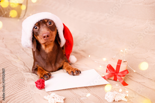 A dachshund puppy in a Christmas hat is lying on the couch with a wish list. Christmas greeting card winter concept. Canine background.