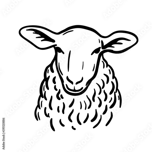 Breeding cattle. head of a sheep. vector sketch on white background