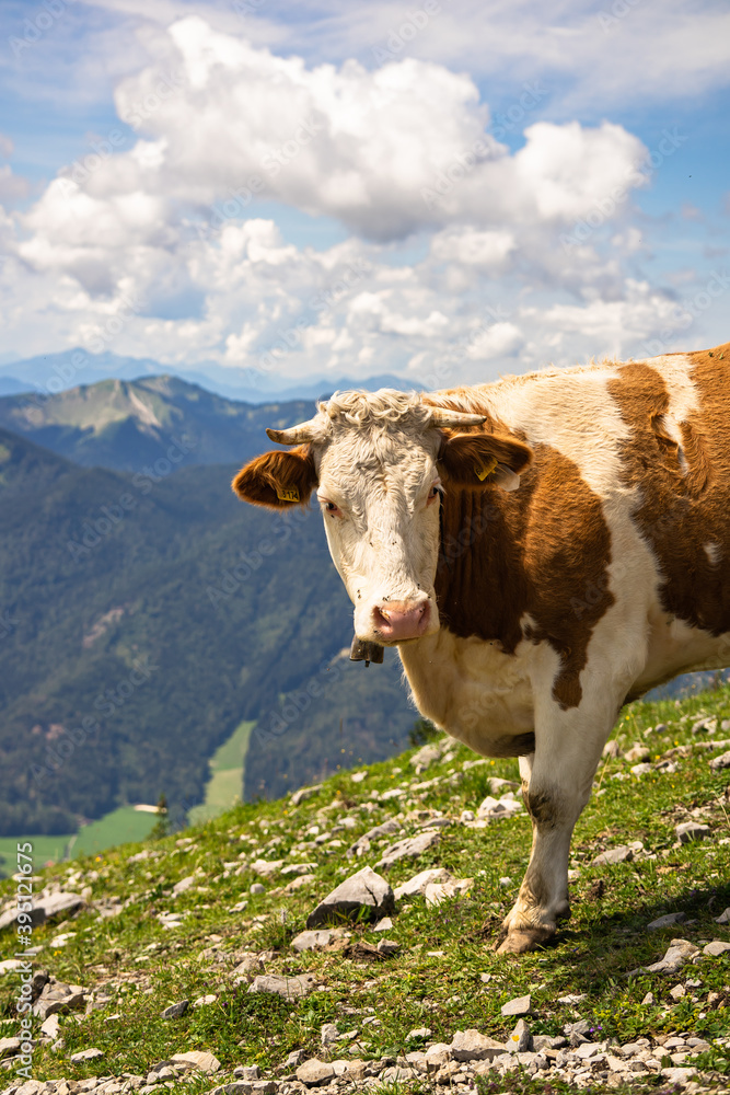 cow in the montains alps bavaria cow in the montains alps bavaria