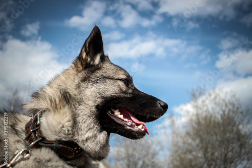Photo of gray Norwegian Elkhound (Elkhund) dog breed