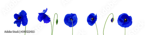 blue grass isolated on white