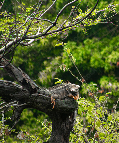 iguanas en el arbol